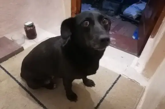 Собаки потеряшки, Ставрополь, фото: Потеряшка собака, ул. Косенко, 12, Ставрополь