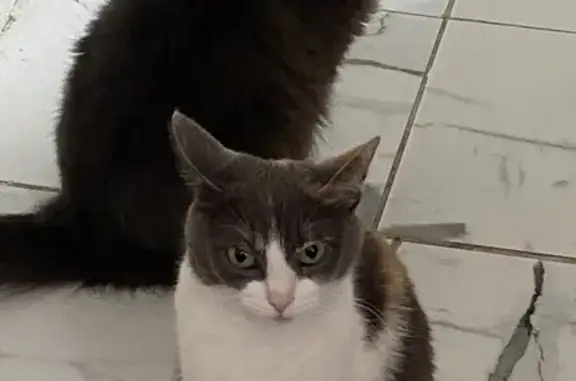 Кошки потеряшки, Уфа, фото: Потеряшка кошка, Карима Хакимова 5, Уфа