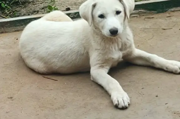 Пропала собака, ул. Тамбовская, Бокино
