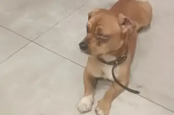 Собака найдена у ТЦ, ул. Карамзина, 42