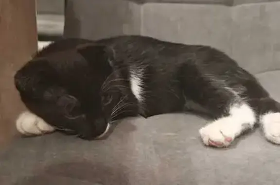 Кошка найдена на ул. Сабан, Казань