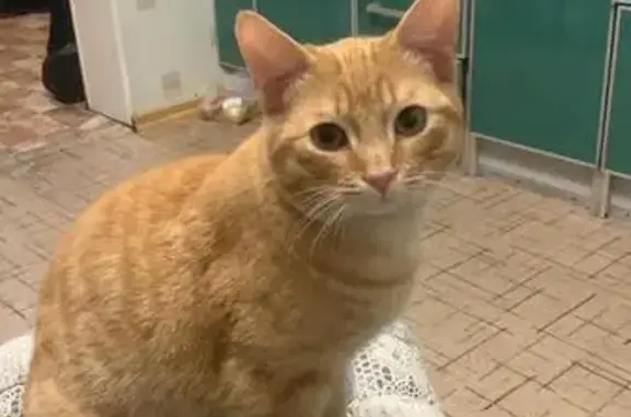 Пропала кошка, Богучарский пер., Ростов-на-Дону