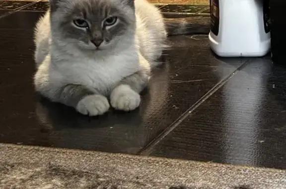 Пропала кошка, ул. З. Космодемьянской, 3