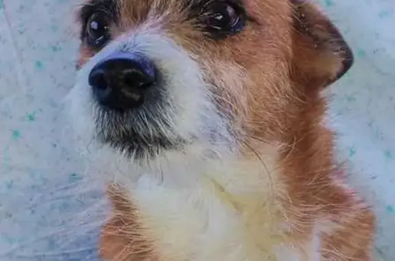 Пропала собака, Береговая ул. 7, Новотроицкое