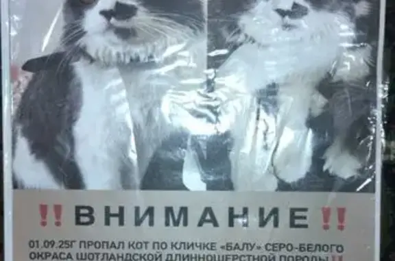 Пропала кошка, Станиславского 12, Владикавказ