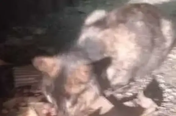 Найдена кошка, Брянск, фото: Кошка найдена: ул. Профсоюзов, 42, Брянск