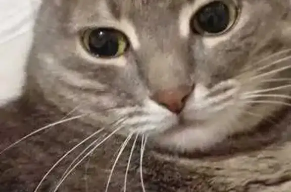 Пропала кошка, Верезинская ул., Владимир