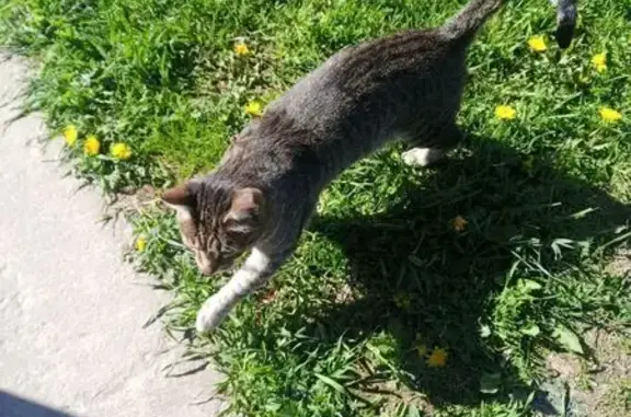 Кошки потеряшки, , фото: Потеряшка кошка, Черничный проезд, Внуково