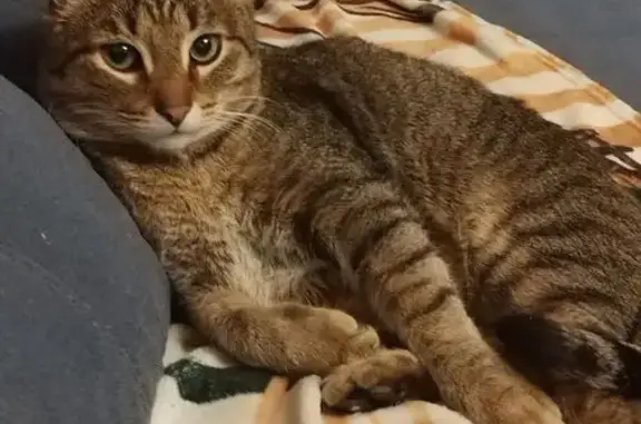 Кошки потеряшки, , фото: Потеряшка кошка, Черничный проезд, Внуково