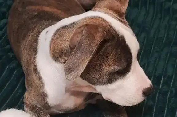 Пропала собака, ул. Гагарина 192к4