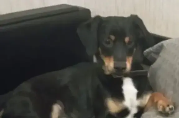 Найдена собака, Санкт-Петербург, фото: Найдена собака, Лесной проспект, СПб