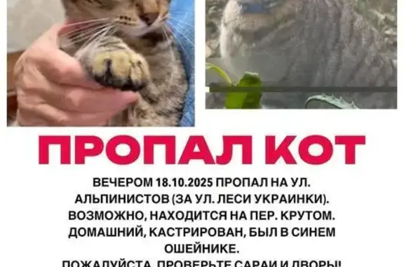 Пропала кошка, ул. Альпинистов, 55