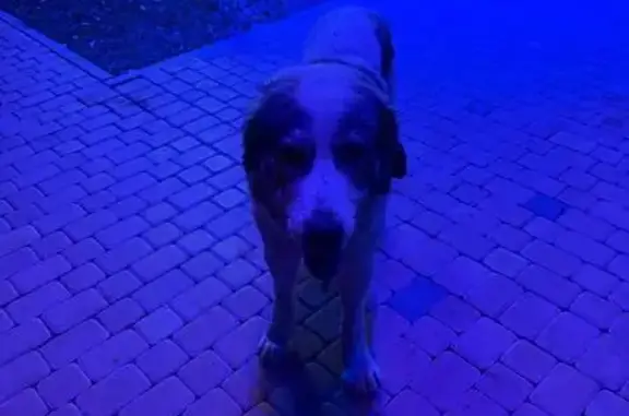 Найдена собака, Екатеринбург, фото: Собака найдена: пр. Космонавтов, 2А