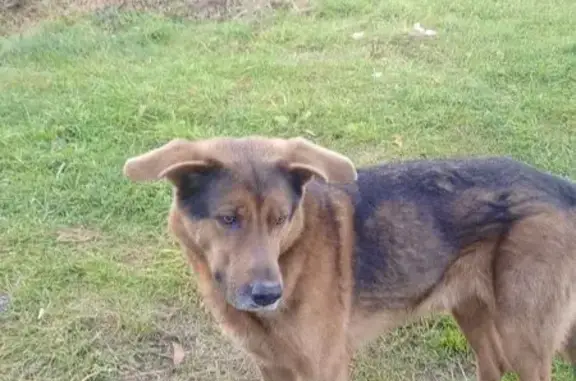 Найдена собака, Ярославская область, фото: Найдена собака, Тутаев, правый берег