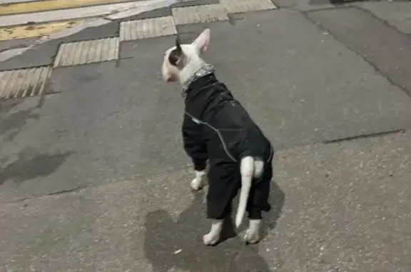 Собака найдена у пл. Калинина, 7, Калининград