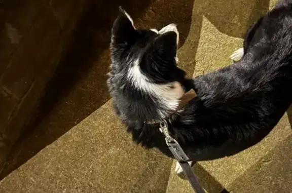 Пропала собака, Уфа, ул. Свободы 23/1