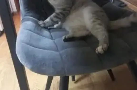 Кошки потеряшки, Ульяновск, фото: Потеряшка кошка, Брестская 34, Ульяновск