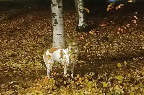 Найдена собака, Петрозаводск, фото: Собака найдена: Загородная, 15, Петрозаводск