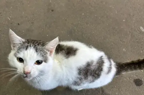 Найдена кошка, Казань, фото: Найдена кошка, Свияжская ул. 26, Казань