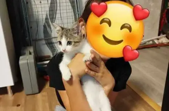 Пропала кошка, ул. Ленина 21, Азнакаево