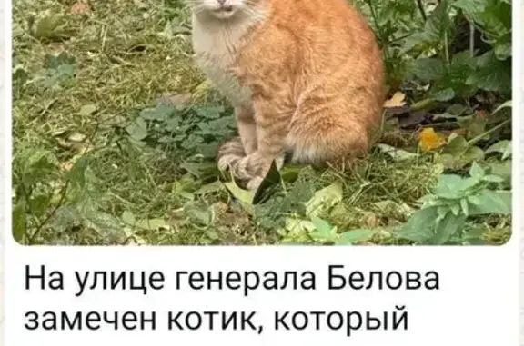 Кошка найдена, ул. Генерала Белова, Москва