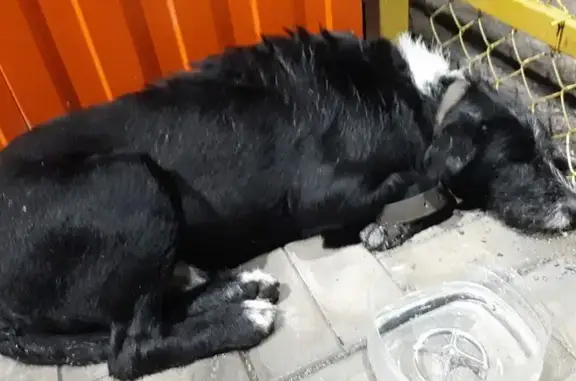 Чёрный пёс найден в Тульской области