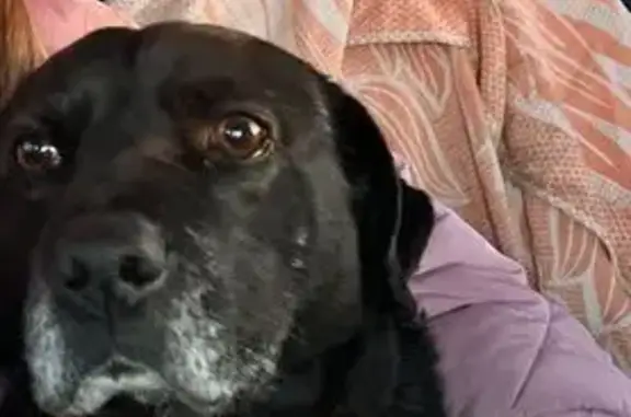 Пропала собака в Высоково, Нижегородская обл.