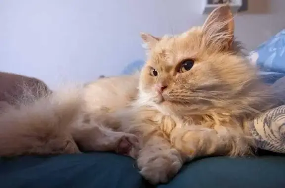 Кошки потеряшки, Хотьково, фото: Потеряшка кошка, ул. Черняховского, Хотьково