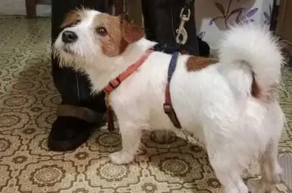 Найдена собака, Москва, фото: Найден Джек Рассел, Подольская ул, 27к1