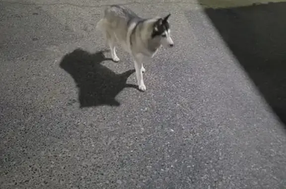 Хаски найдена: Пролетарская 25 к1, Чебоксары