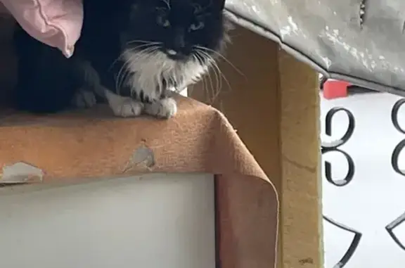 Кошка найдена: Хабаровск, Хабаровский край