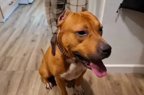 Стаффорд найден: Москворечье, 19 к2 с2