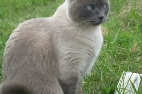 Пропала кошка, проезд Шаляпина, 6А