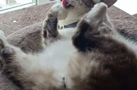 Пропала кошка, Южно-Сахалинск, Дачное