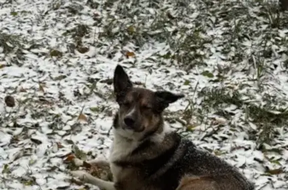 Найдена собака, Хабаровск, фото: Собака найдена, Краснореченская ул., Хабаровск