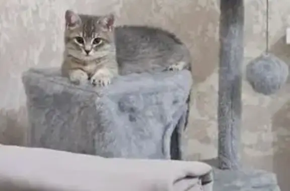 Пропала кошка, ул. Мечникова, 124, Нальчик