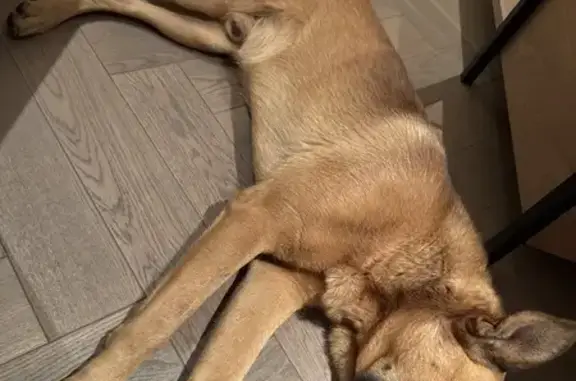 Собака найдена: Большая Садовая, 121