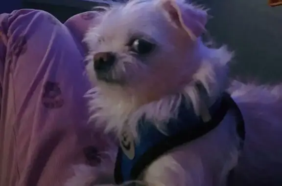 Пропала собака, Школьная 8, Малоярославец