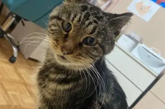 Кот найден на Калинина, 150, Хабаровск