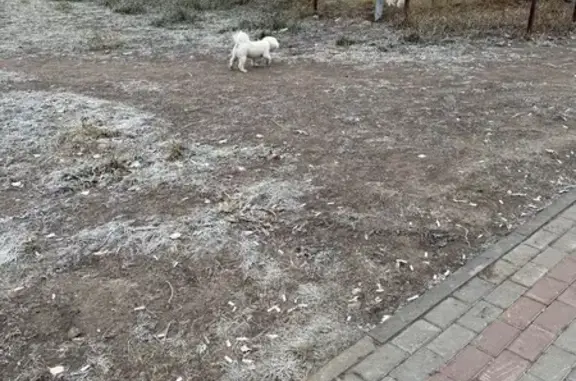 Найдена собака, Нефтеюганск, фото: Собака с зелёным ошейником, Нефтеюганск 50