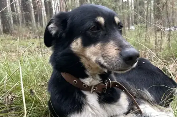 Пропала собака в Октябрьском районе, Красноярск