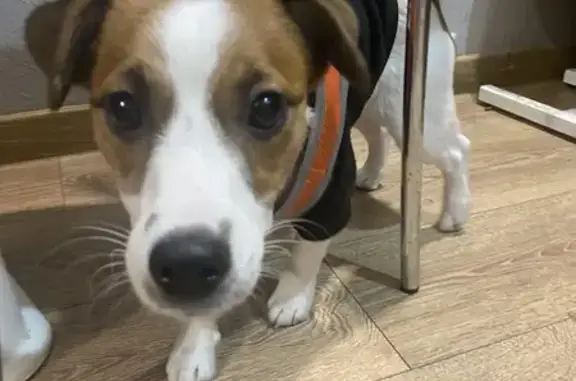 Найдена Джек Рассел, Екатеринбург