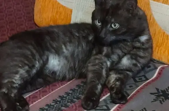 Найдена кошка, , фото: Кошка найдена в ХМАО-Югра