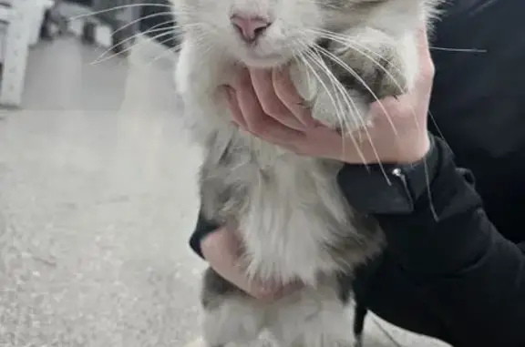 Кошка найдена: ул. Маршала Чуйкова, 9