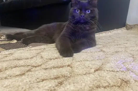 Пропал кот Вася, Электродная 30, Челябинск