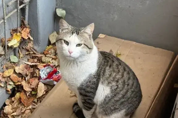 Котенок найден на ул. Ашмарина, Чебоксары