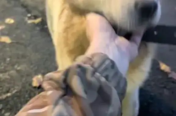 Объявления о пропавших и найденных животных, Ростов-на-Дону, фото: Собака на Калинина, 81, Ростов-на-Дону