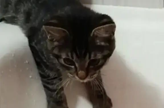 Кошки потеряшки, Тула, фото: Потеряшка кошка, ул. Вильямса, 22, Тула