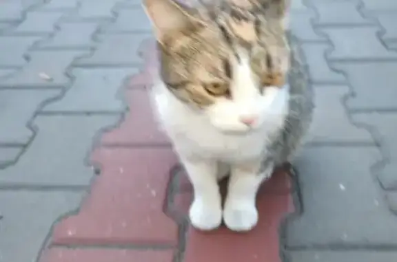 Найдена кошка, Ростов-на-Дону, фото: Кошка найдена: 14-я линия, 86, Ростов-на-Дону