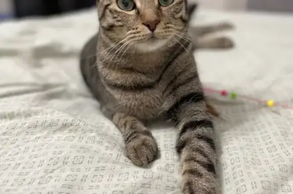 Пропал кот Хекс, пр. Космонавтов 52, СПб